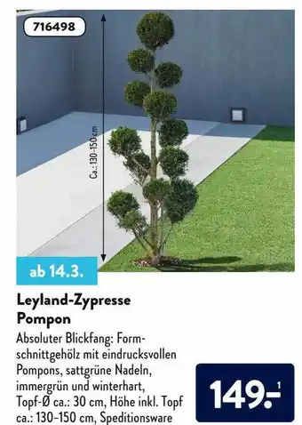 Aldi Nord Leyland-zypresse Pompon Angebot