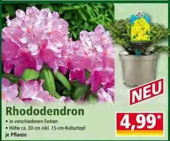 Norma Rhododendron Angebot