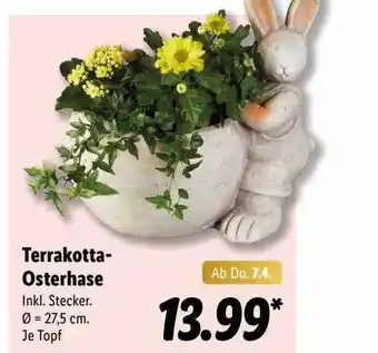 Lidl Terrakotta Osterhase Angebot