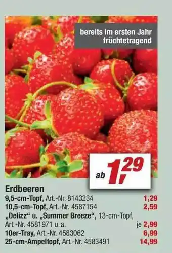 toom Baumarkt Erdbeeren Angebot