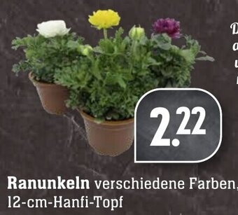 Edeka Neukauf Ranunkeln Angebot