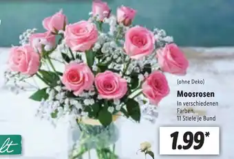 Lidl Moosrosen Angebot