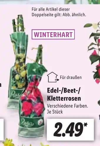 Lidl Edel-/Beet-/Kletterrosen Angebot