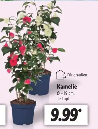 Lidl Kamelie 19 cm Angebot