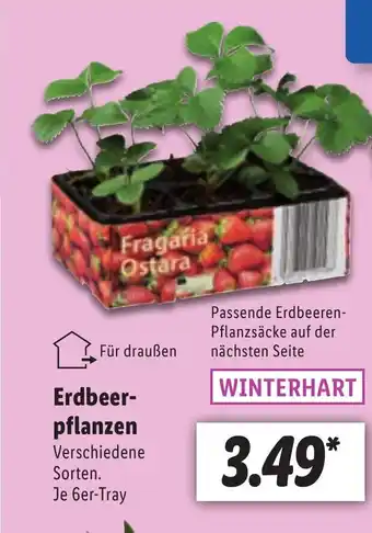 Lidl Erdbeer-pflanzen Angebot