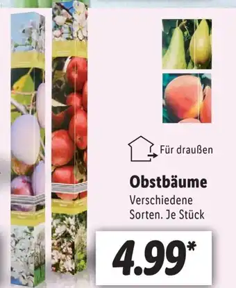 Lidl Obstbaume Angebot