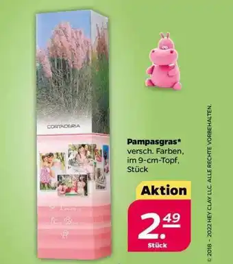 NETTO Pampasgras Angebot