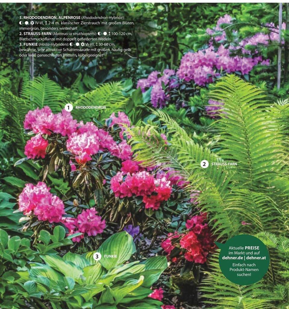 Rhododendron, Alpenrose Oder Strauss-farn Oder Funkie Angebot bei Dehner