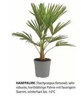 Dehner Hanfpalme Angebot