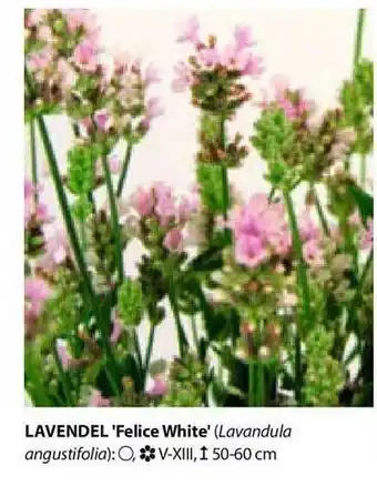 Dehner Lavendel „felice White“ Angebot