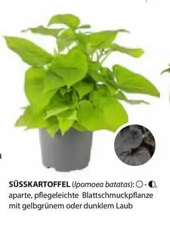 Dehner Süsskartoffel Angebot