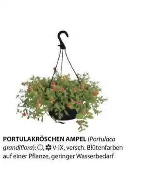 Dehner Portulakröschen Ampel Angebot