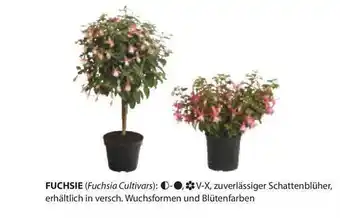 Dehner Fuchsie Angebot