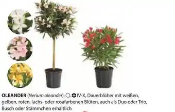 Dehner Oleander Angebot