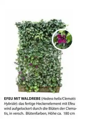 Dehner Efeu Mit Waldrebe Angebot