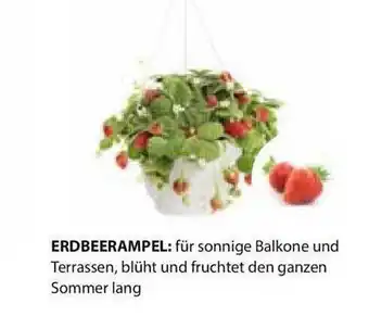 Dehner Erdbeerampel Angebot