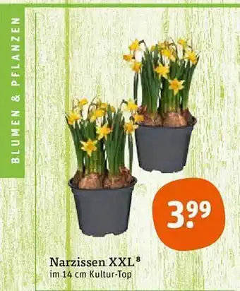 tegut Narzissen XXL Angebot