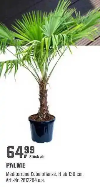 OBI Palme Angebot
