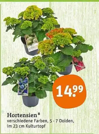 tegut Hortensien Angebot