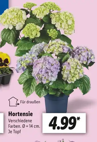 Lidl Hortensie Angebot