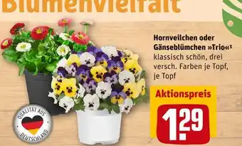 REWE Hornveilchen oder gänseblümchen trio Angebot