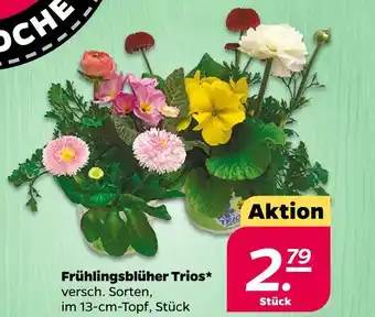 NETTO Frühlingsblüher trios Angebot