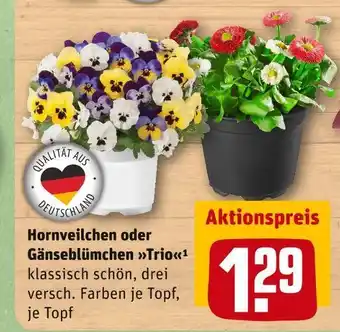 REWE Hornveilchen oder gänseblümchen trio Angebot