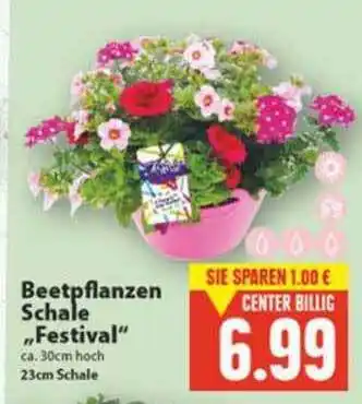 Edeka Beetfpflanzen Schale „Festival” Angebot