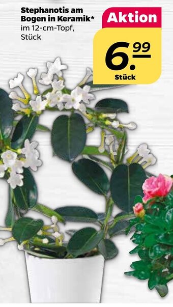 NETTO Stephanotis am Bogen in Keramik Angebot