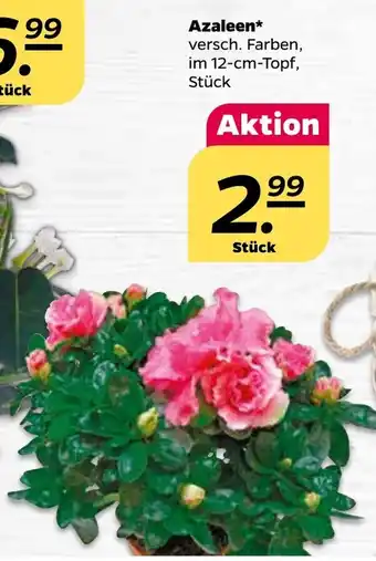 NETTO Azaleen Angebot