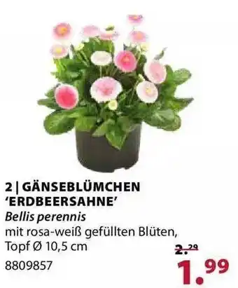 Dehner Gänseblümchen „erdbeersahne“ Angebot