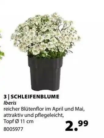 Dehner Schleifenblume Angebot