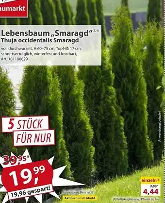 Sonderpreis Baumarkt Lebensbaum „smaragd” Thuja Occidentalis Smaragd Angebot