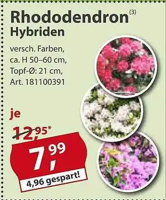 Sonderpreis Baumarkt Rhododendron Hybriden Angebot