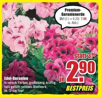 B1 Discount Baumarkt Edel Geranien Angebot