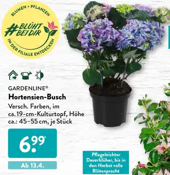 Aldi Süd Gardenline Hortensien Busch Angebot