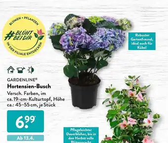 Aldi Süd Gardenline Hortensien-busch Angebot