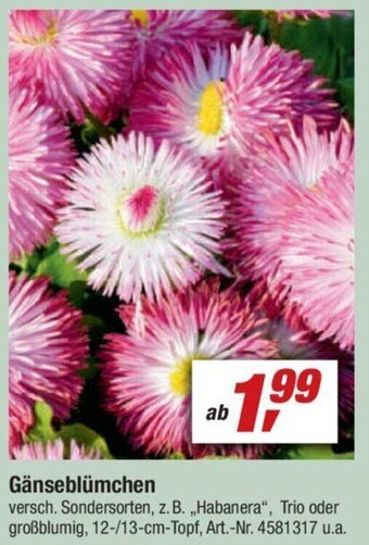 toom Baumarkt Gänseblümchen Angebot