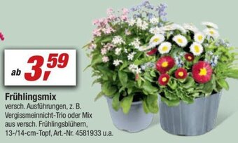 toom Baumarkt Frühlingsmix Angebot