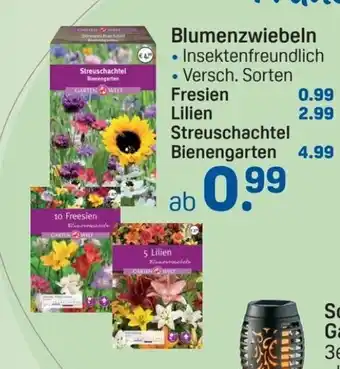 Rossmann Blumenzwiebeln Angebot