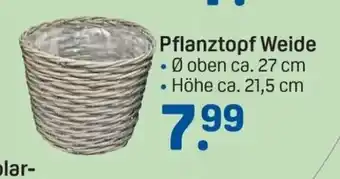 Rossmann Pflanztopf Weide Angebot