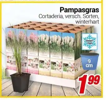 CENTERSHOP Pampasgras Angebot