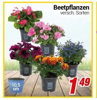 CENTERSHOP Beetpflanzen Angebot