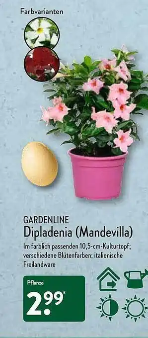 Aldi Nord Gardenline Dipladenia (mandevilla) Angebot