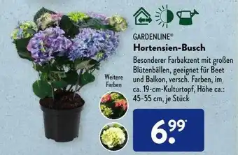 Aldi Süd Gardenline Hortensien-busch Angebot