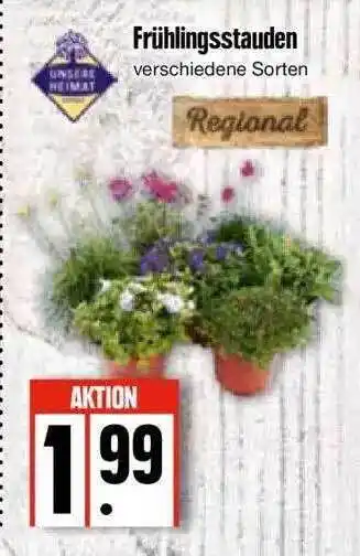 Edeka Frühlingsstauden Unsere Heimat Angebot