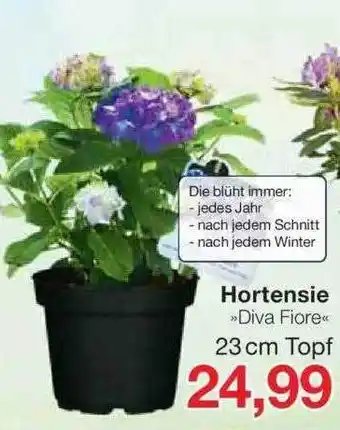 Jawoll Hortensie »diva Fiore« Angebot