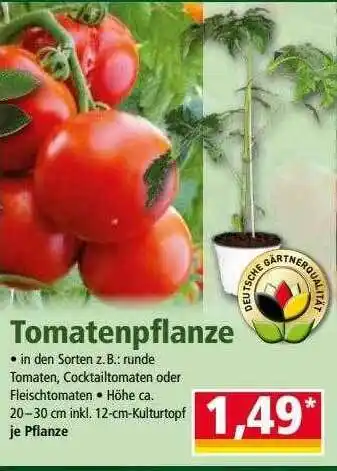 Norma Tomatenpflanze Angebot