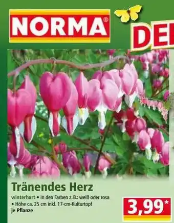 Norma Tränendes Herz Angebot