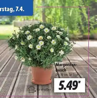 Lidl Margeriten-busch Angebot